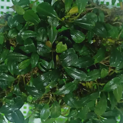 Buy Bucephalandra online at best price | ZEO AQUA THALASSERY