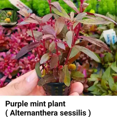 Buy Bucephalandra online at best price | ZEO AQUA THALASSERY