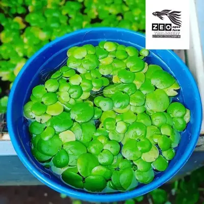 Buy Bucephalandra online at best price | ZEO AQUA THALASSERY