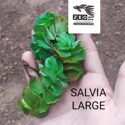 Buy Bucephalandra online at best price | ZEO AQUA THALASSERY