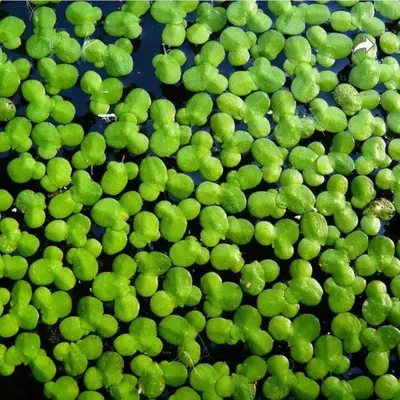 Buy Bucephalandra online at best price | ZEO AQUA THALASSERY