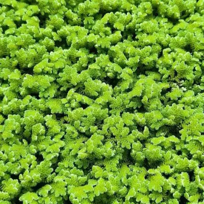 Buy Bucephalandra online at best price | ZEO AQUA THALASSERY