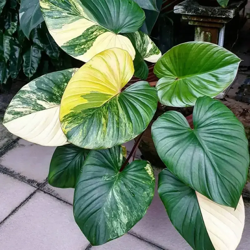 Buy Homalomena Rubascene online at best price | Snehalata Akash