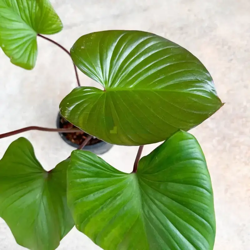 Buy Homalomena Green online at best price | Greeny Bamboo Nursery