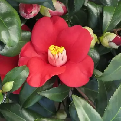 Buy Camellia Japonica online at best price | Greeny Bamboo Nursery