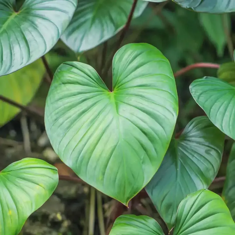 【リノゴビウス】Bucephalandra・Homalomena Buy Homalomena Green online at best price | Greeny Bamboo Nursery