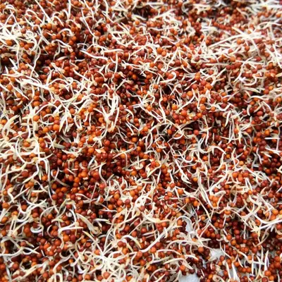 Buy Sprouted Ragi powder at best price | The Parambariyam