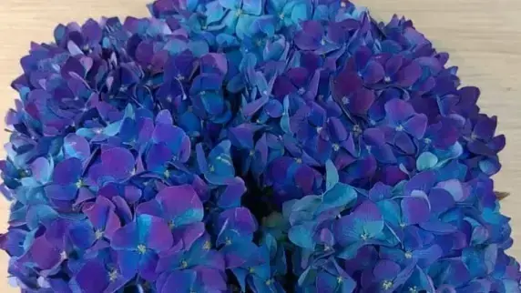 Buy Hydrangea online at best price | JAISREE FLORA