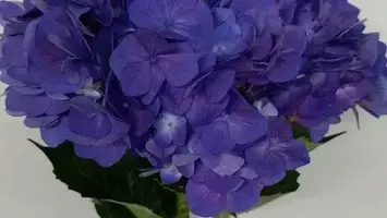 Buy Hydrangea online at best price | JAISREE FLORA