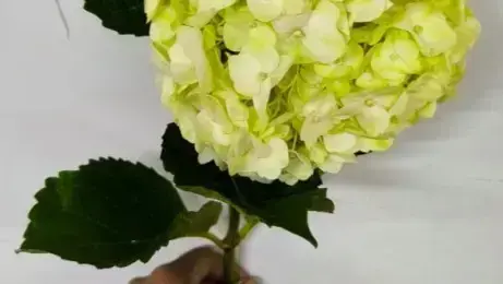 Buy Hydrangea online at best price | JAISREE FLORA