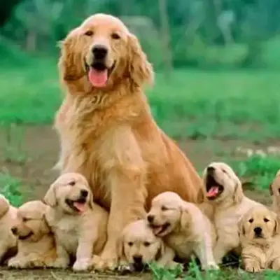 Buy Golden retriever puppy online at best price VNP KENNEL