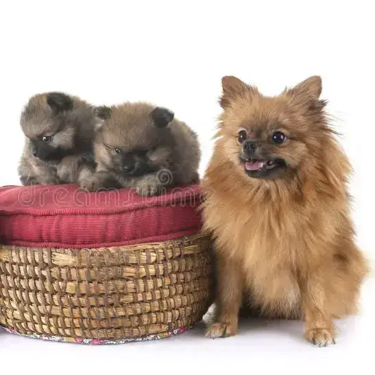 Buy Toy Pom Puppy online at best price VNP KENNEL Pets Store