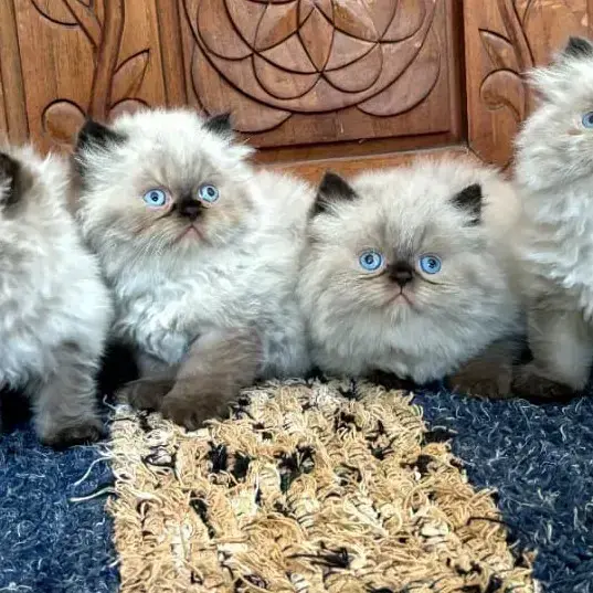 Cat Breeds Online Cat Price Cat Price Russian Blue Kittens Near Me