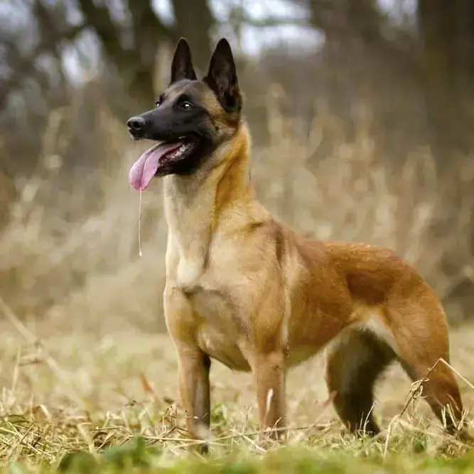 Buy Belgian Malinois Puppy online at best price VNP KENNEL
