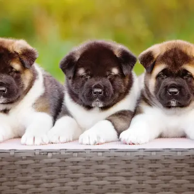 Buy Akita Puppy online at best price VNP KENNEL Pets Store