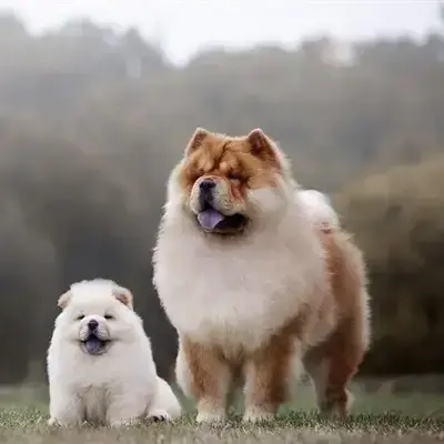 Chow Chow Big And Fluffy Dogs Big Chow Chow Chow Full Grown Size