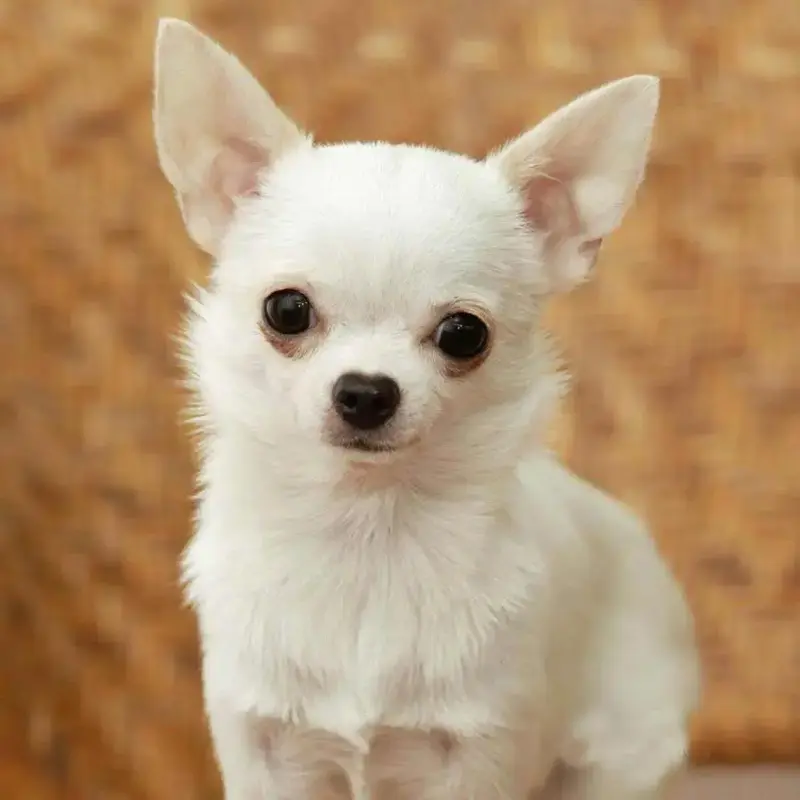 Buy Chihuahua Puppy online at best price VNP KENNEL Pets Store