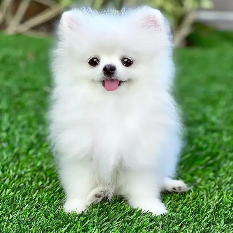 Buy Toy Pom Puppy online at best price VNP KENNEL Pets Store