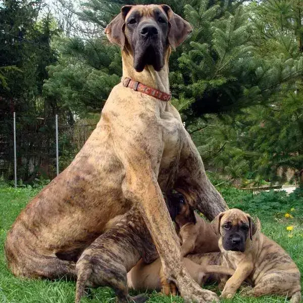 Great Dane Best Big Dogs For Children Buy Great Dane Pappy Online