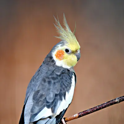 Buy Cockatiel online at best price | VNP KENNEL & Pets Store