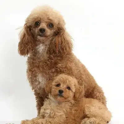 Puppy Teddy Bear Poodle Breeders Buy Toy Poodle Puppy Online At