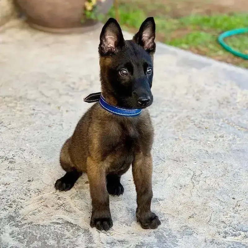 Buy Belgian Malinois Puppy online at best price VNP KENNEL