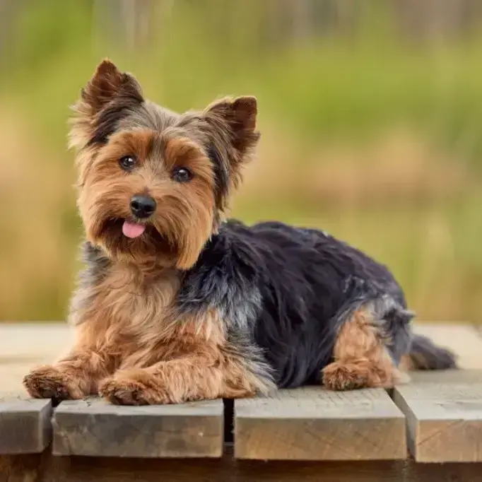 Breeds Do Yorkie Dogs Shed Yorkie Dog Yorkshire Terrier