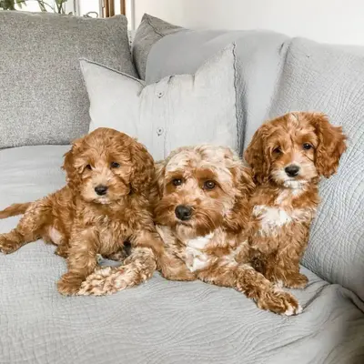 Buy Cockapoo Puppy online at best price VNP KENNEL Pets Store