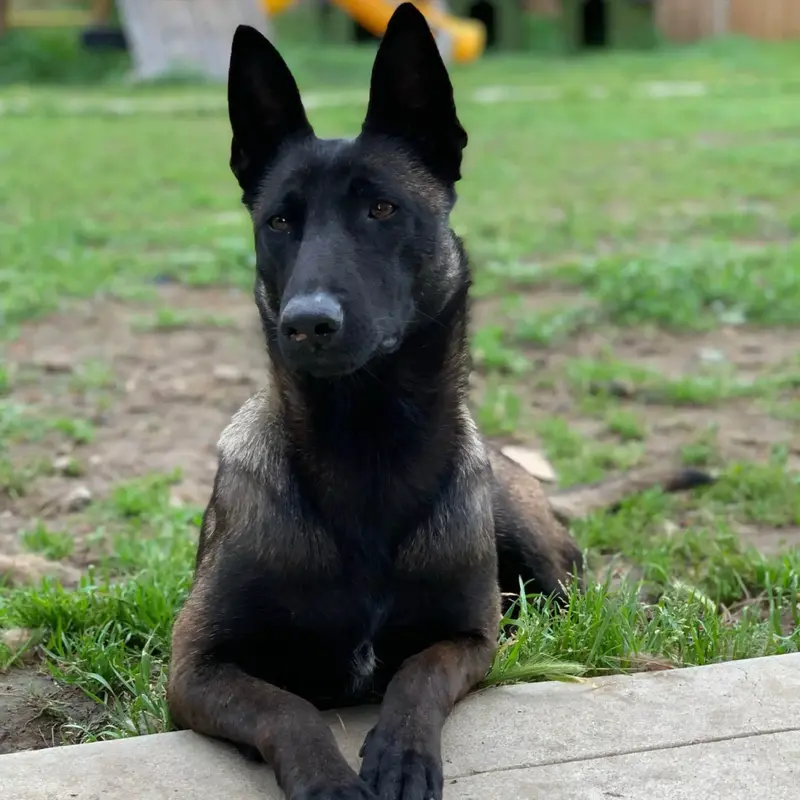 Buy Belgian Malinois Puppy online at best price VNP KENNEL