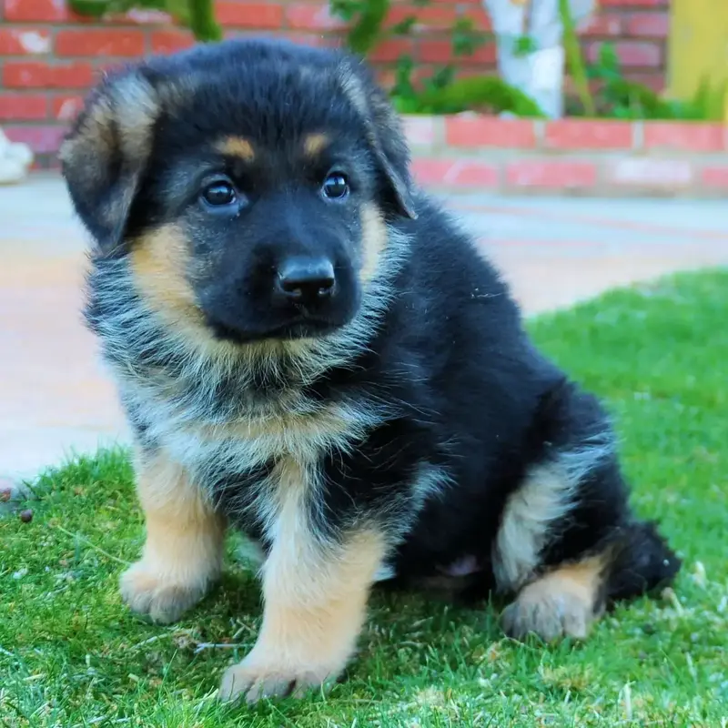 Clearance pictures of baby german shepherd puppies Online