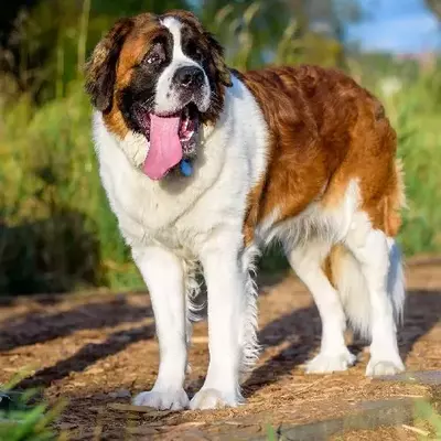 Buy Bernard Pappy online at best price VNP KENNEL Pets Store