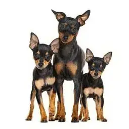 Mini Doberman Puppies Min Pin For Adoption Near Me Mini Pin Mini