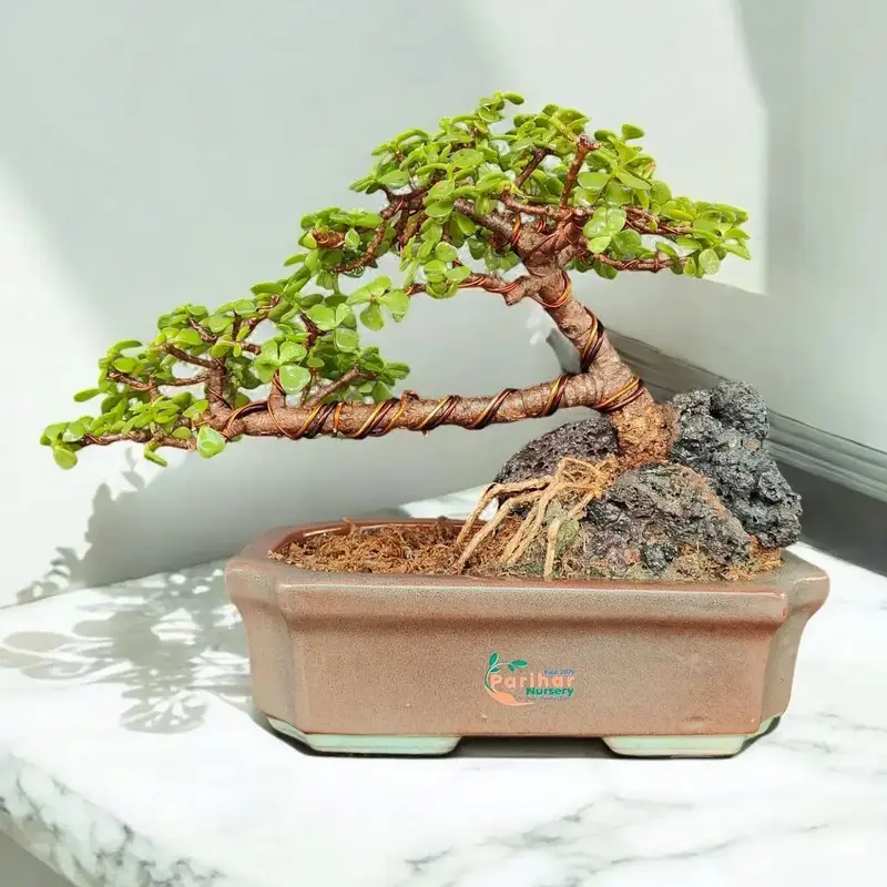 Buy JADE BONSAI PN 1061 online at best price | Parihar Nursery and Bonsai
