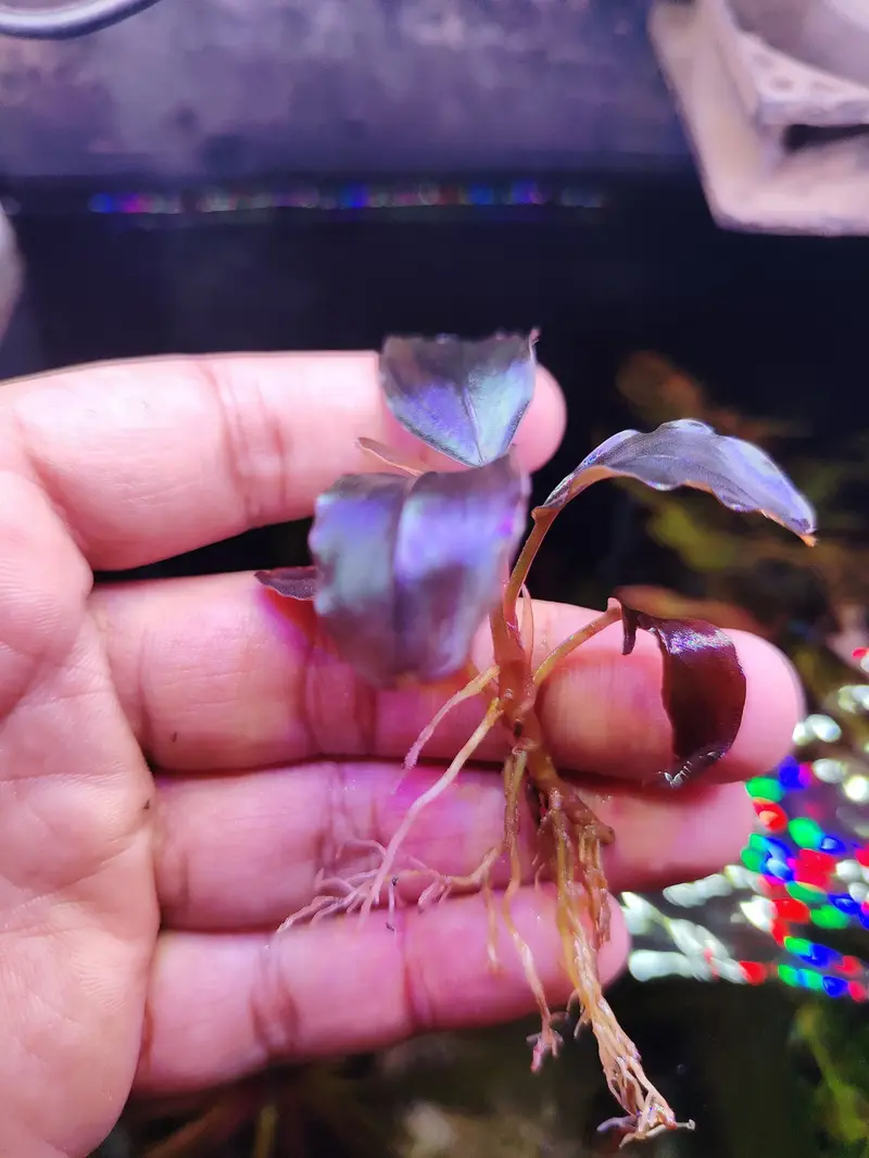 Bucephalandra『Moonlight』5株 フォロワ-割引、オマケ Bucephalandra『Moonlight』5株 フォロワ-割引、オマケ 【公式通販】