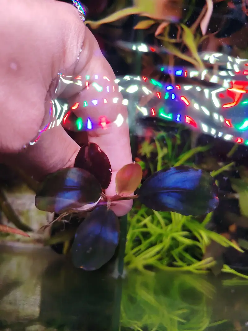 水草 BUCEPHALANDRA Black Moon for Shima 水草 BUCEPHALANDRA Black