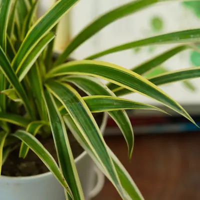 Order Spider Plant Online From BOTANIKA THE NURSERY,Ludhiana