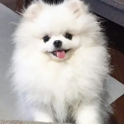 Delhi Pomeranian Dog Years Buy Pomeranian Puppies Online At Best