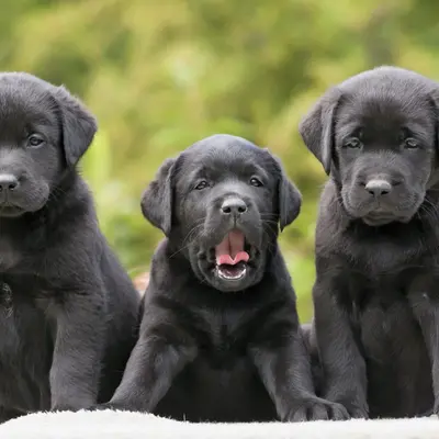 Labrador Black Dog Kutta Buy Black Labrador Puppies Online At Best
