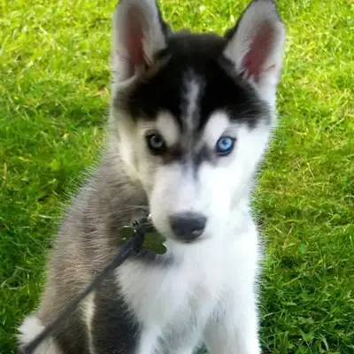 Buy Siberian Husky online at best price Yash pet shop