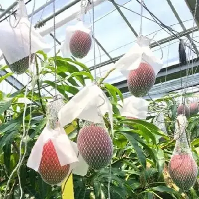 Buy Japane Miyazaki Mango Big online at best price | farin nursery