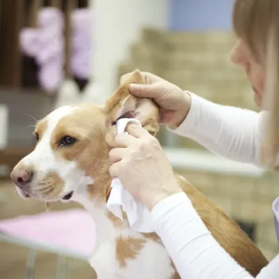 Buy Dog Ear Cleaning online at best price Devi pets and Grooming