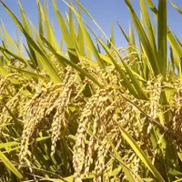 Buy Paddy 1kg online at best price | Ravi kumkum stores