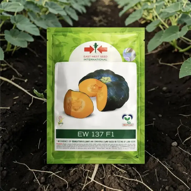 WEST パンフレット Buy East-West EW 137 F1 Hybrid Pumpkin Seeds High Yield