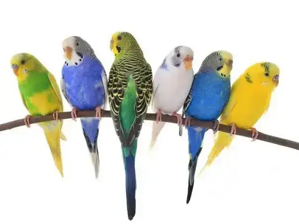 Buy Budgies Birds (Parakeets) Pair (4 Pieces) Live online at