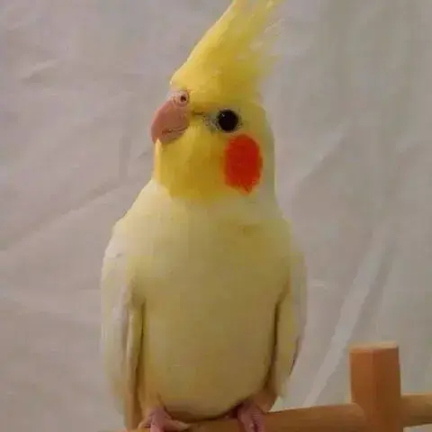 Buy Yellow Cockatiel Bird Pair (2 Pieces) (Lutino) Live online at