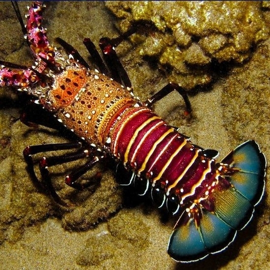 Buy Lobster 🦞 1kg ( 2 - 3 Peaces ) online at best price | Vlg's