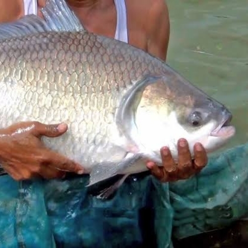 Buy Catla/Bocha Live 1kg only online at best price | Vlg's Live Fish Mart