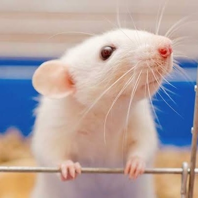 Buy Cute Pet Albino White Mouse For Sale In Delhi, Gurgaon