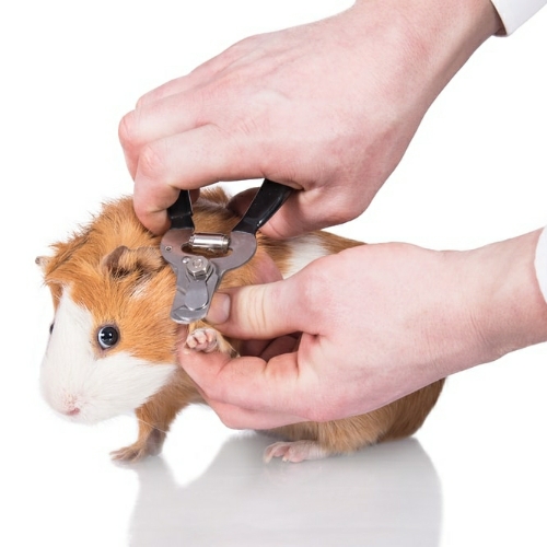 Guinea Pig Nail Clipping Service in Gurugram at Pet Store