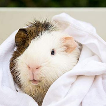 Rabbit, Guinea Pig, Hamster, Gentle Care Dry Bath Shampoo for Healthy Small  Ani